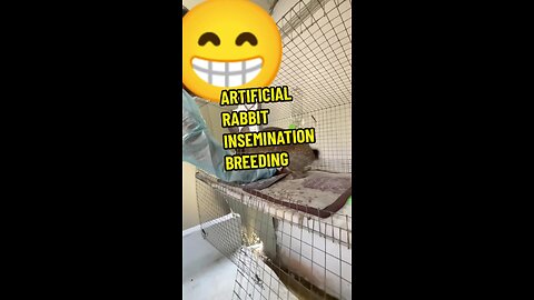 ARTIFICIAL RABBIT INSEMINATION BREEDING