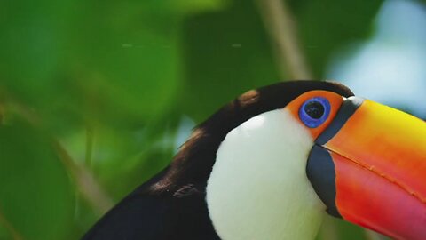 Nature’s Beauty: Exotic Birds Singing in the Wild