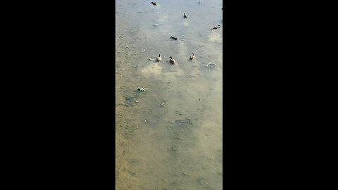 Mallard Ducks 🦆 #mallardducks #shorts #followme #trending #viral #ducks #duck