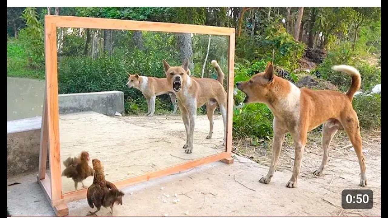funny mirror prank 🤣 with dog 🐶