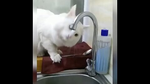 Silly cats