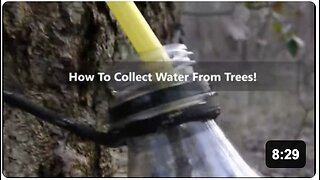 How to Get Clean Water from Tapping Trees