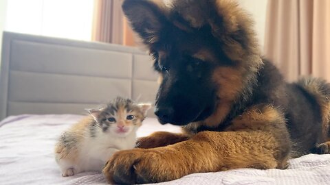 German Shepherd Puppy Confused by a Tiny Kitten