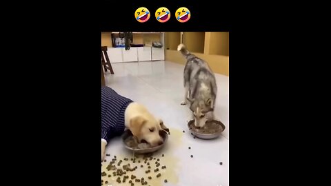 Funny dogs video😂 funny husky and Labrador eating