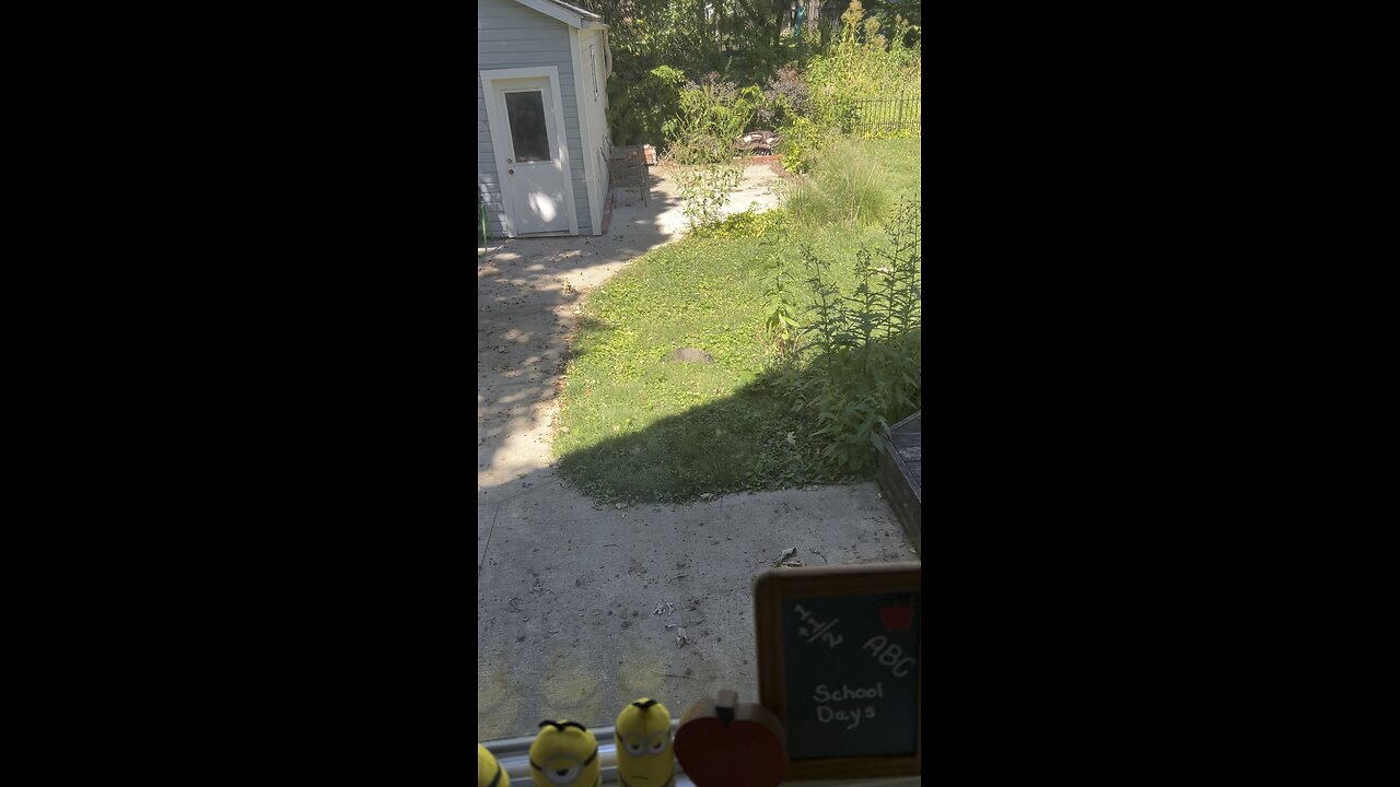 Yard pet, the groundhog.