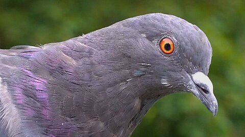 Close up Video Portraits of Moat Pond Pigeons. Volume 2 Mostly Males