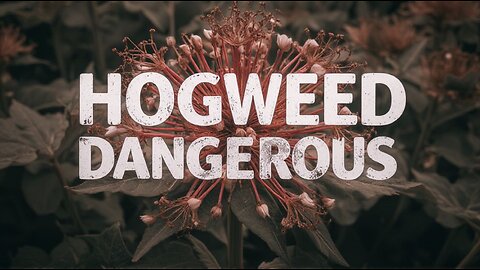 Expose the Dark Secret of Yarrow: The Healing Herb's Hidden Truth