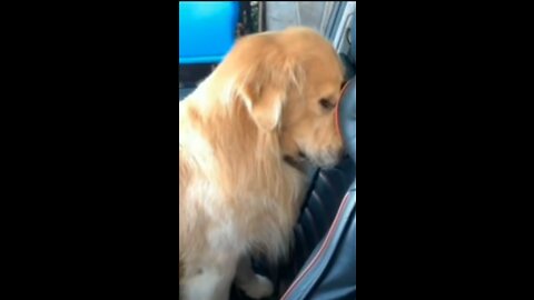 Funny Animal videos😂Funniest Cats🐈and Dogs🐕
