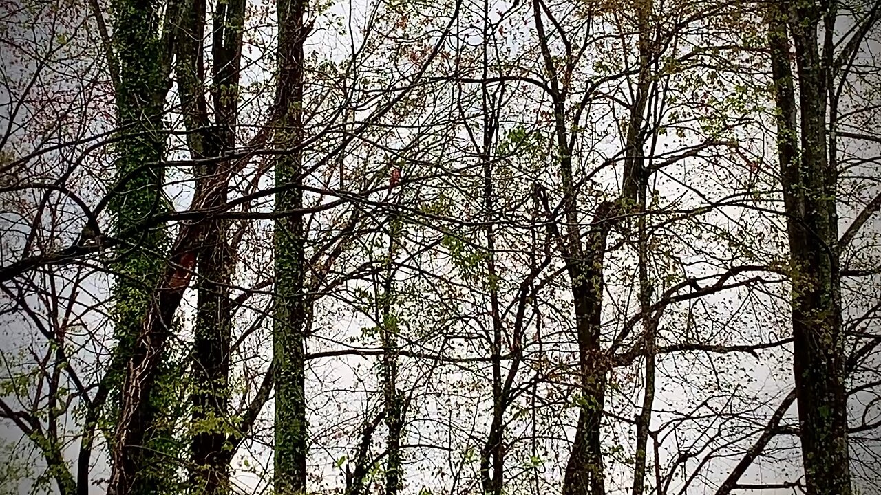 In Nature (The song of a Cardinal bird in the morning)