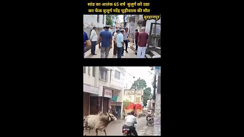 🚨 **Breaking News: Bull Attack Kills Elderly Man in Burhanpur, MP**