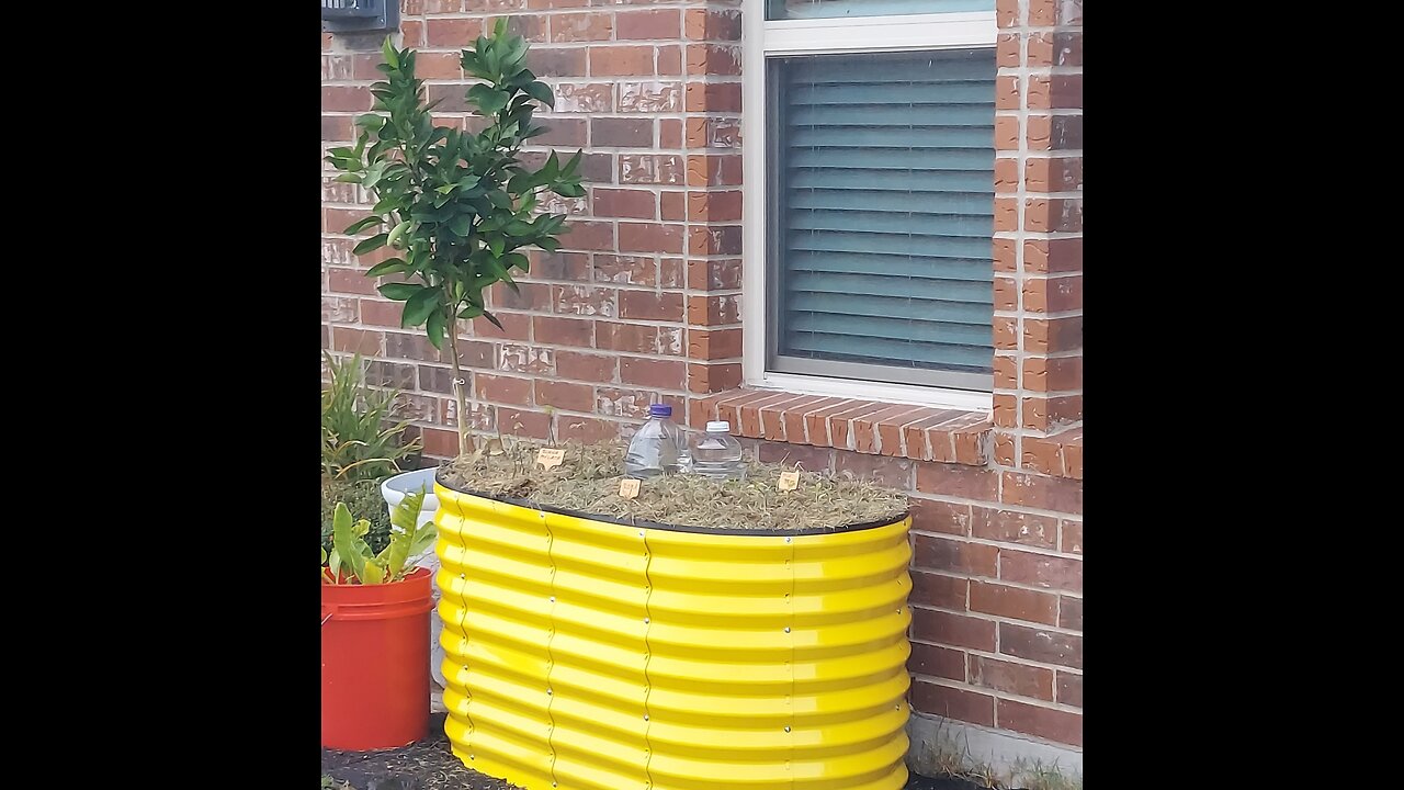52 Sundays! Raised Beds!