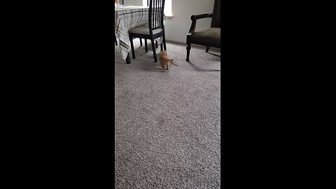 my cat
