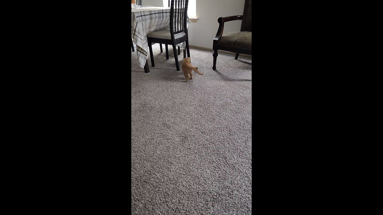 my cat