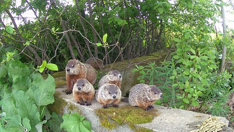 Woodchuck Babies!!!