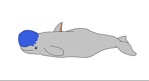 Southern beluga whale