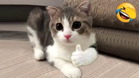 Funniest Animals / Funny Cats 🐈 and Dogs 🐕