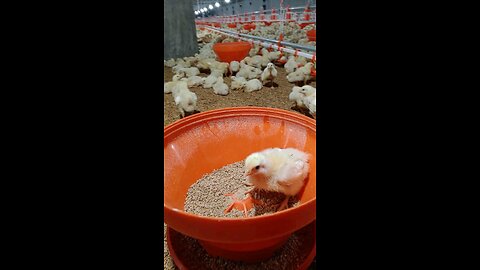 I caught a chick and everyone else came to help it.
