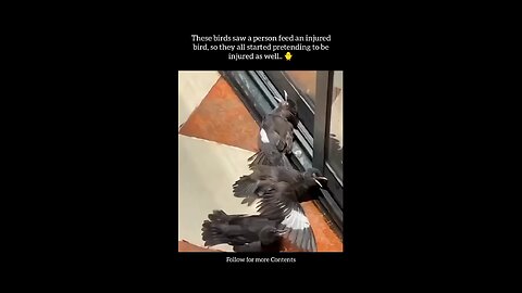 Smartest Birds Ever...