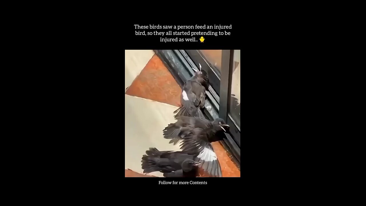 Smartest Birds Ever...