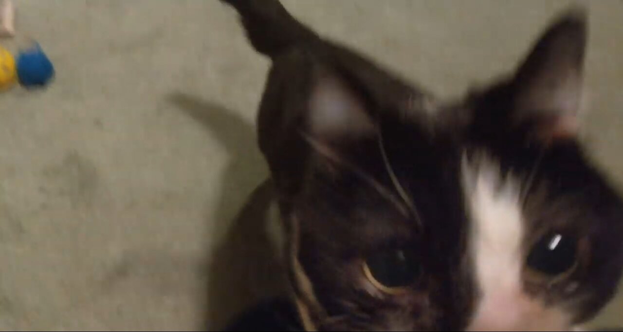 RIO 🙀 LOVES TO PLAY FETCHING THINGS ⚽ AND WILL ALWAYS RUN 🏃 TO GO TO A BALL 🏐 AND THEN RUN 🏃 BACK 👍