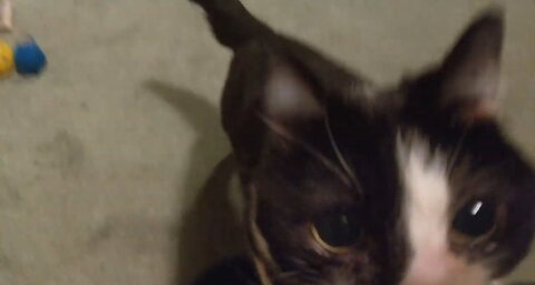 RIO 🙀 LOVES TO PLAY FETCHING THINGS ⚽ AND WILL ALWAYS RUN 🏃 TO GO TO A BALL 🏐 AND THEN RUN 🏃 BACK 👍