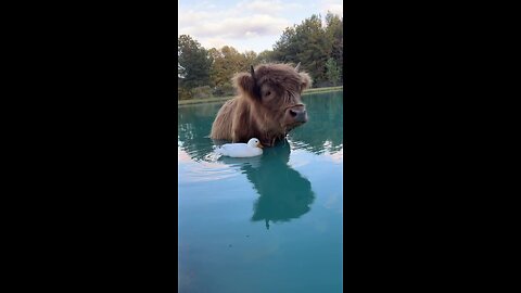 funnyvideos
