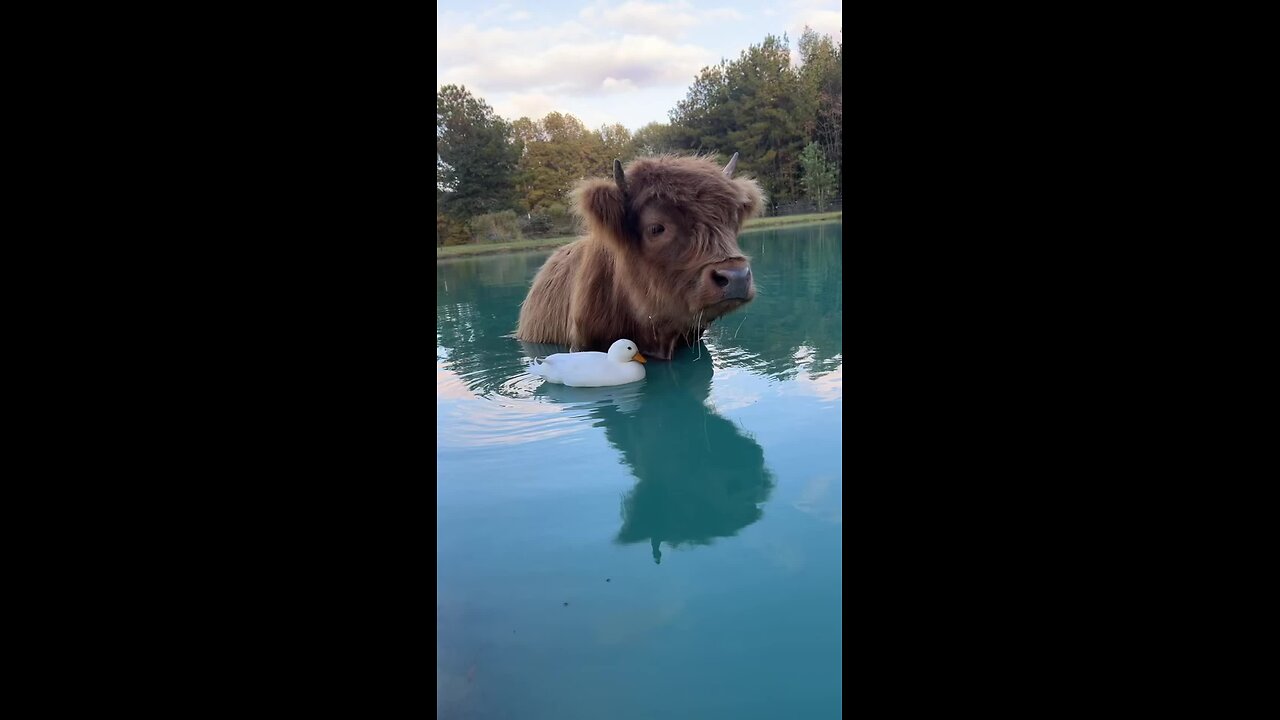 funnyvideos