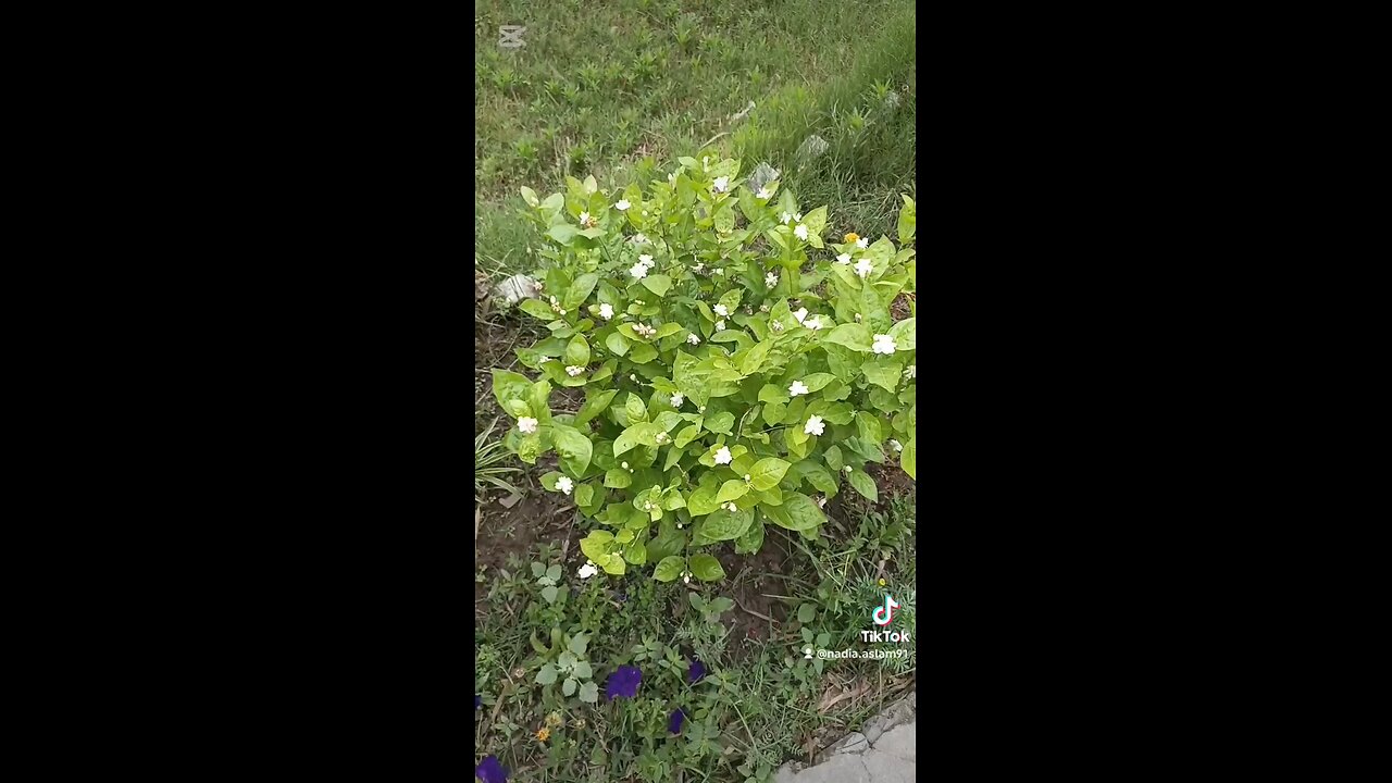 Nature is life.
