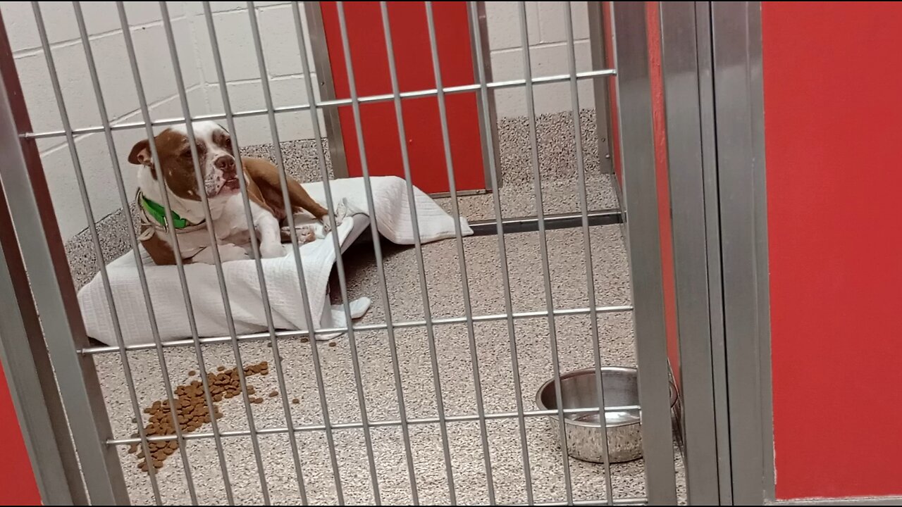 Shane 2y A832450 kennel 56 pod 2 PACC shelter excited but relaxes if I'm invisible