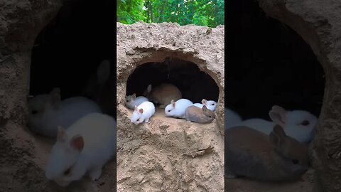 Rabbit babies can dig holes. Cute pet rabbits. Cute little pets in the countryside.