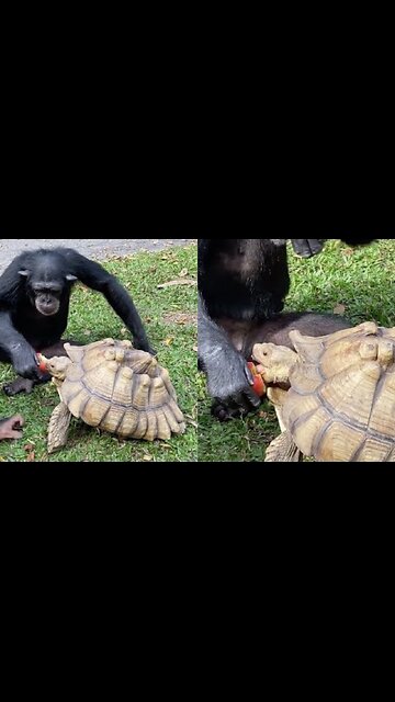 Amazing Animal Friends #friends