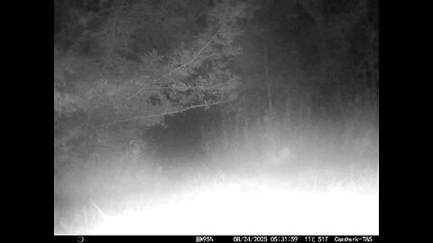 Deer Cam 08 24 2025 Raccoon In Fog Game Cam Trail Cam