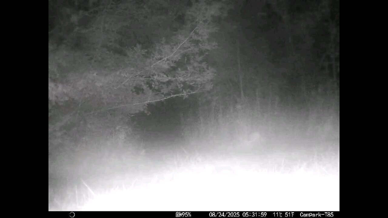 Deer Cam 08 24 2025 Raccoon In Fog Game Cam Trail Cam