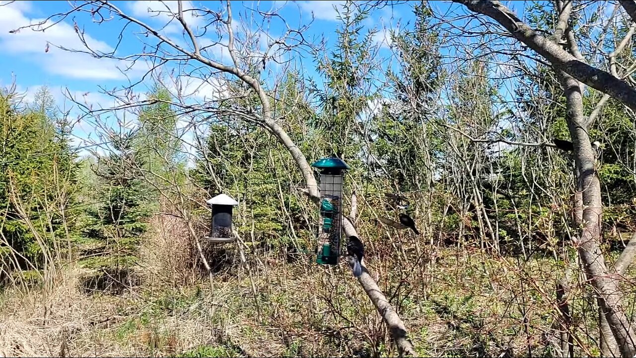 🔴 Live Bird Feeder - Bird Watching and Squirrels | Countryside Backyard