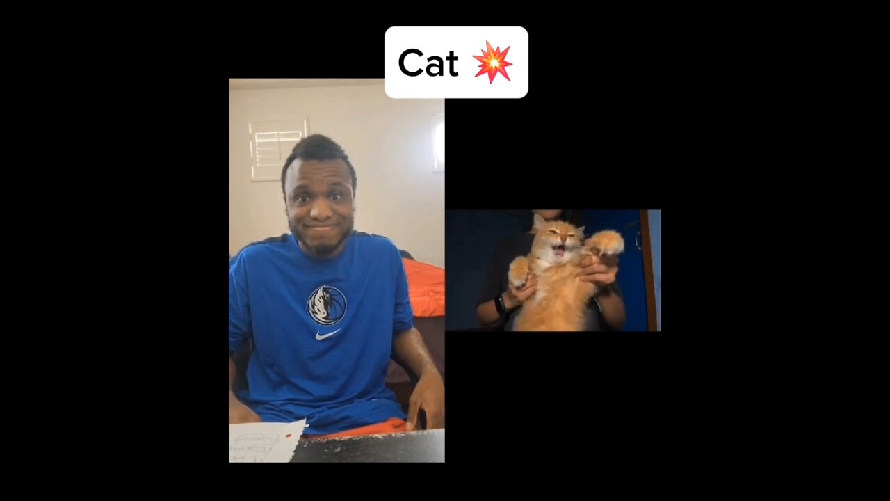 Cat 💥