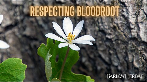 Bloodroot: Ecology, History, and Herbal Wisdom