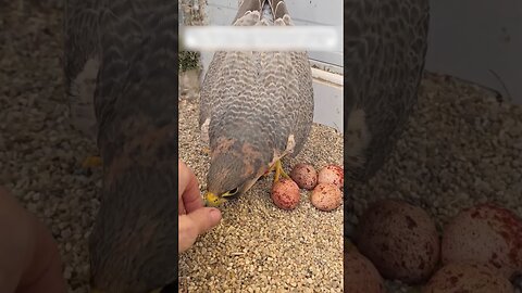 The girl was on her way to work and she was waiting on her porch for a wounded punk asking for help