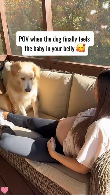 Love All Life Always #265 - POV Your Dog's Reaction To Mom Owner's Pregnancy. Beautiful Reactions...