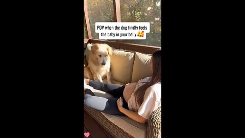 Love All Life Always #265 - POV Your Dog's Reaction To Mom Owner's Pregnancy. Beautiful Reactions...