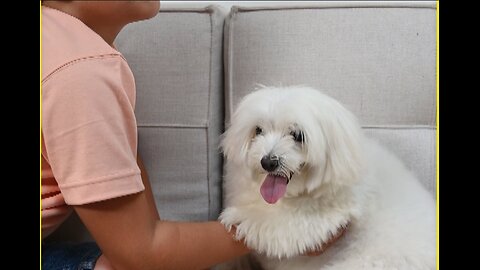 Fluffy Fails & Bunny Ears: Dogs Being Hilariously Adorable!| Pawfect LOLs #22