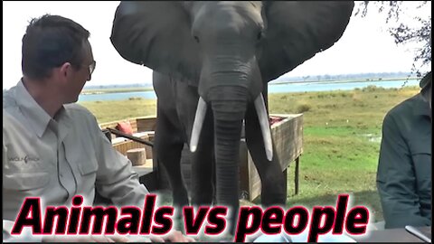 Craziest Animal Encounters of All Time