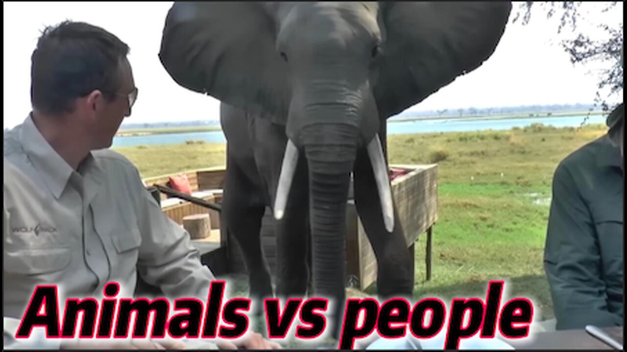 Craziest Animal Encounters of All Time