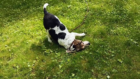 Bandit