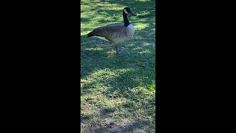 Canada Goose 🪿 #canadagoose #followme #shorts #viral #trending