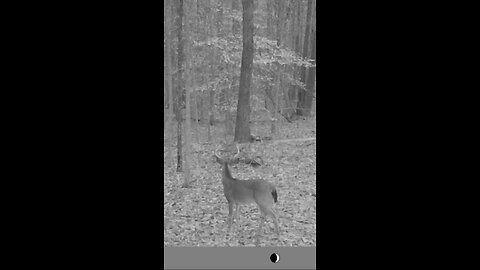 Bears, coyotes, and bucks