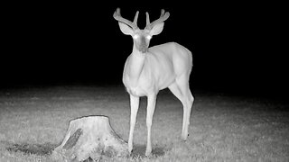 Buck Scratching Its Chin