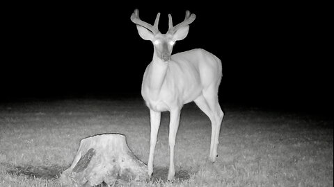 Buck Scratching Its Chin