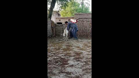 my goat vedio