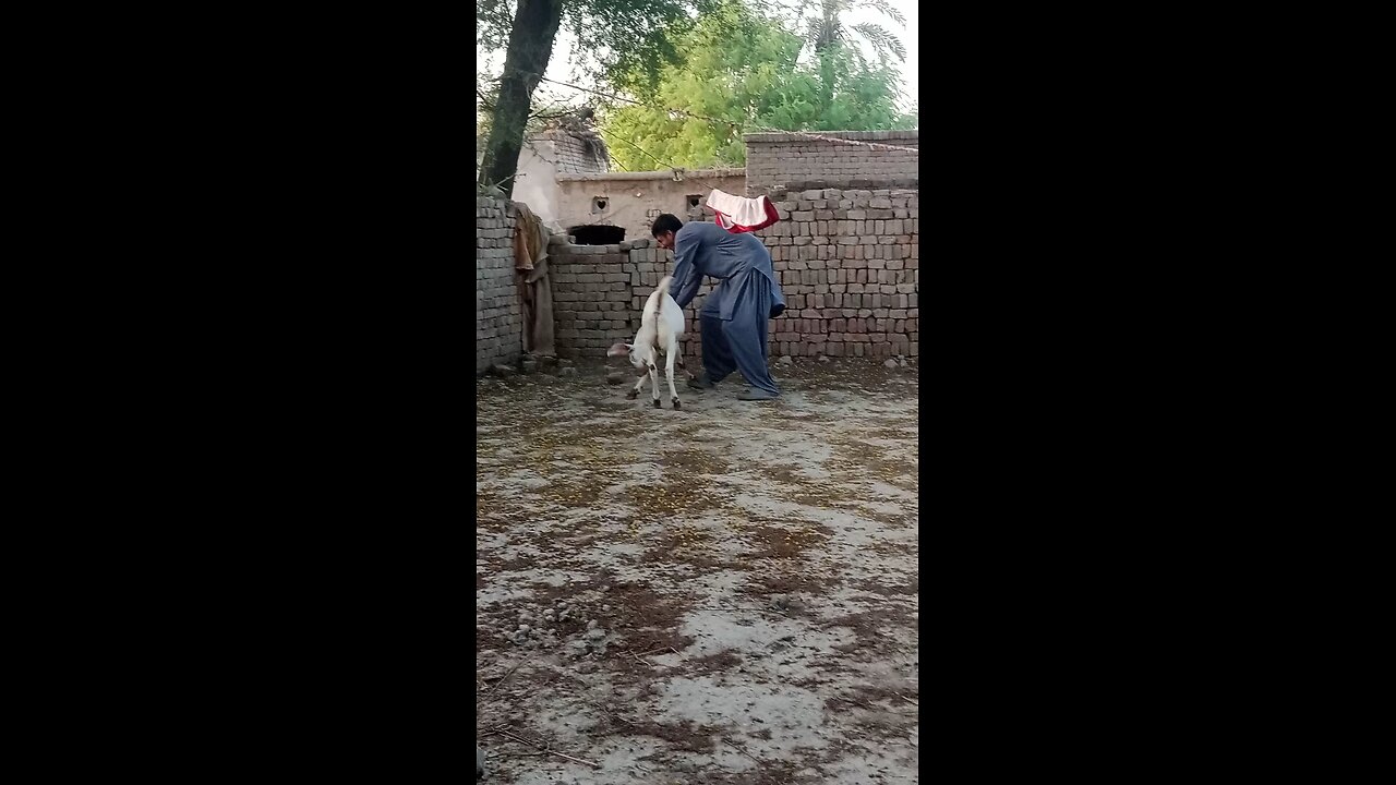 my goat vedio