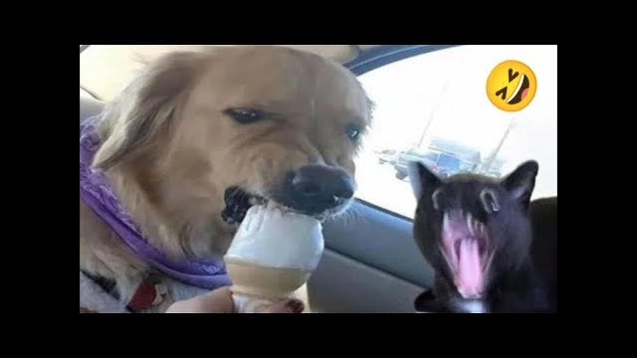 Funny Dogs And Cats Videos 2024 😅- Best Funnies Animal Videos #4